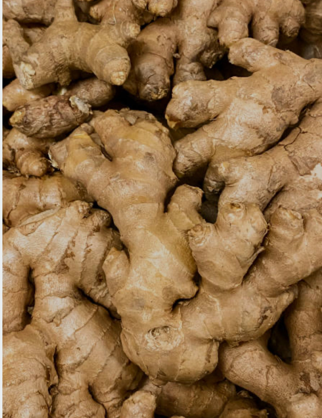 Ginger