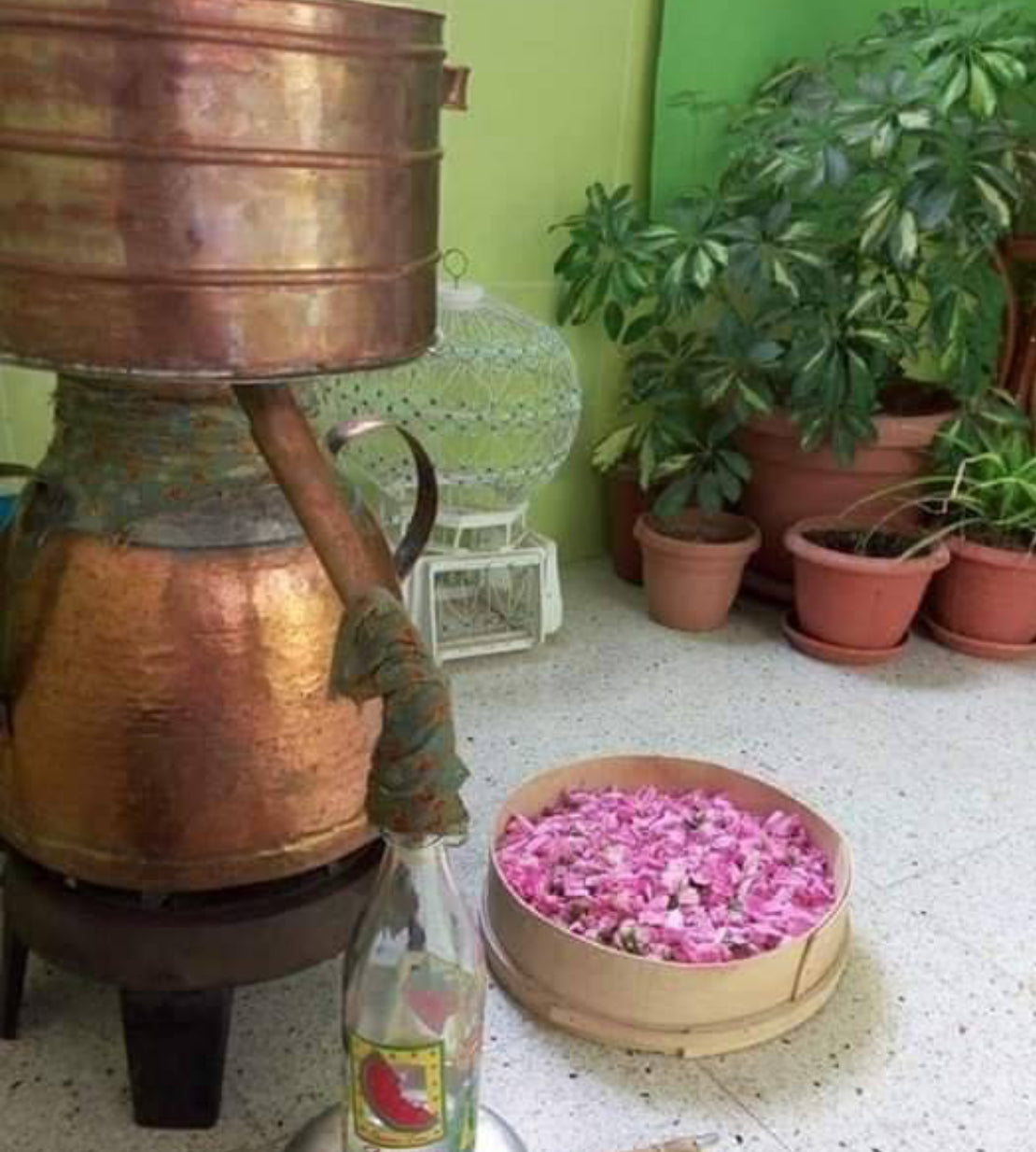 Rose Water